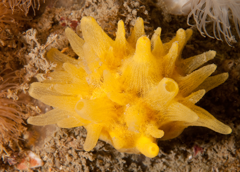 Polymastia boletiformis - Sponges (Porifera)