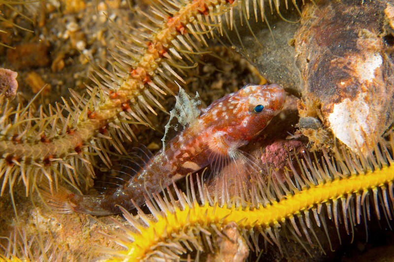 Lebetus scorpioides - Fishes – bony and cartilagous (Pisces)