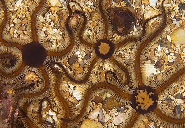 Ophiocomina nigra - Starfish (Echinodermata)