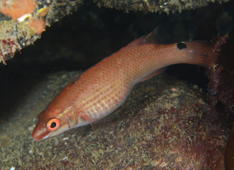 Ctenolabrus rupestris - Fishes – bony and cartilagous (Pisces)