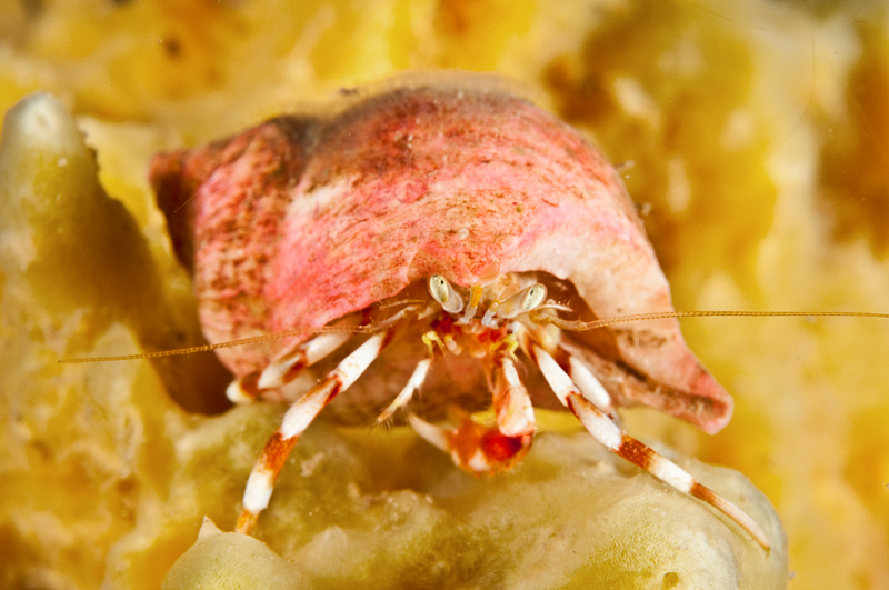 Pagurus bernardus - Crabs, Lobsters, Shrimps & Prawns etc (Crustacea)