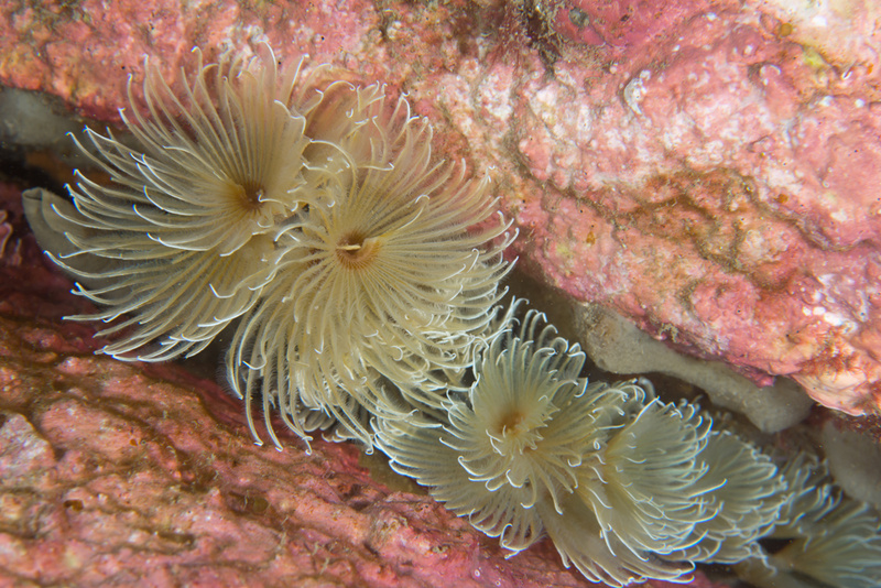 Bispira volutacornis - Worms (from various groups)