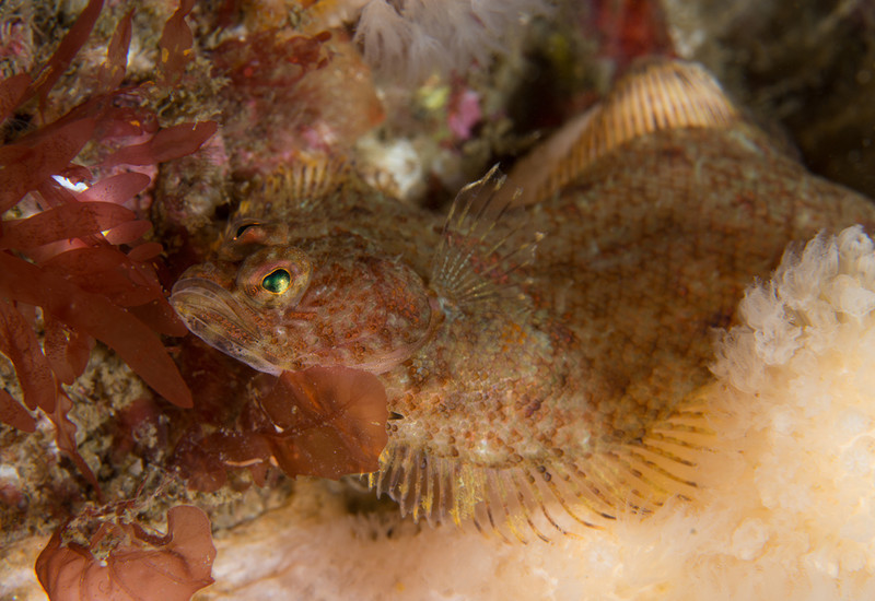 Phrynorhombus norvegicus - Fishes – bony and cartilagous (Pisces)