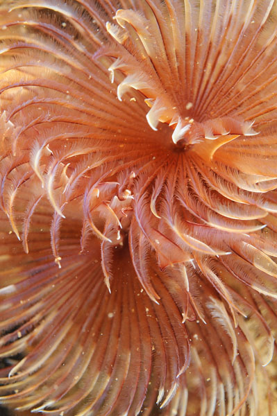 Bispira volutacornis - Worms (from various groups)