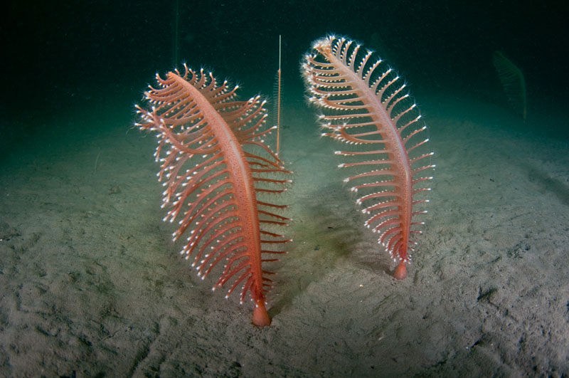 Pennatula phosphorea - Corals (Anthozoa)