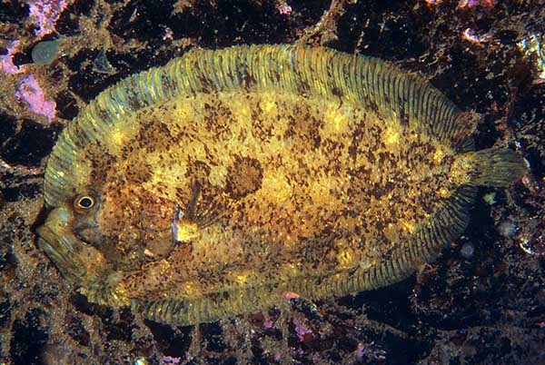 Zeugopterus punctatus - Fishes – bony and cartilagous (Pisces)