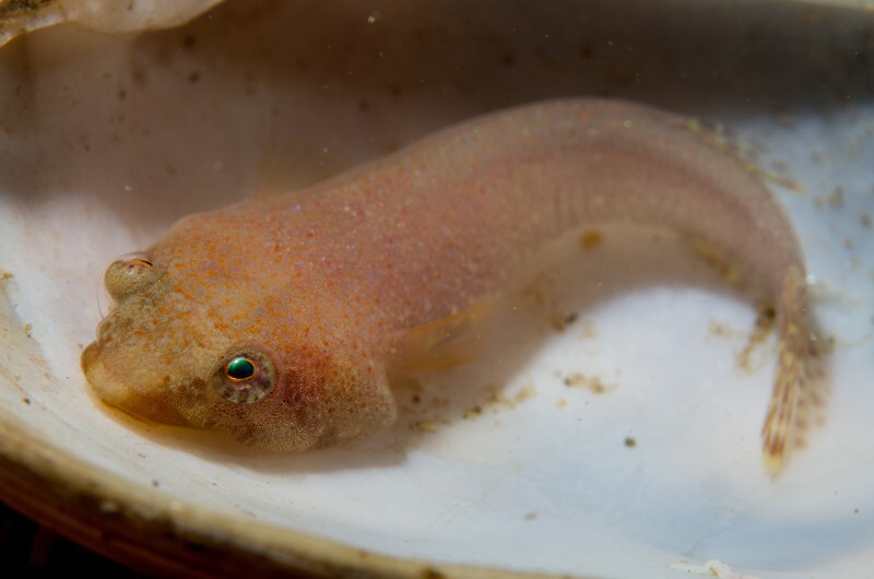 Diplecogaster bimaculata - Fishes – bony and cartilagous (Pisces)