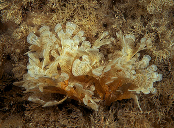 Securiflustra securifrons - Sea Mats (Bryozoa)