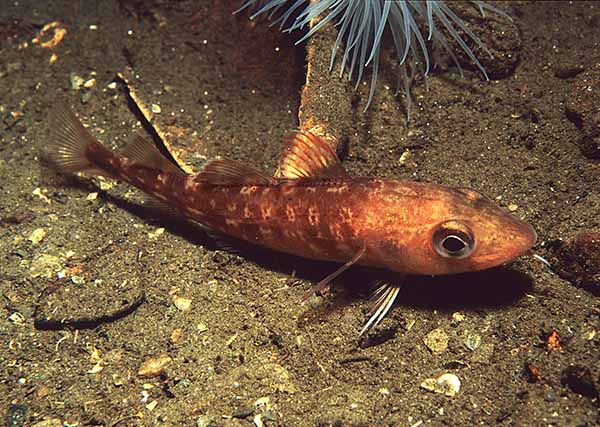 Gadus morhua juvenile - Fishes – bony and cartilagous (Pisces)