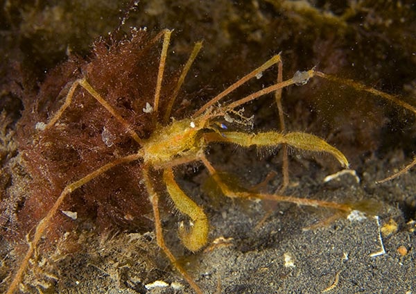 Macropodia rostrata - Crabs, Lobsters, Shrimps & Prawns etc (Crustacea)