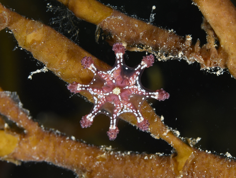 Calvadosia cruxmelitensis - Jellyfish and 'jelly-like' animals