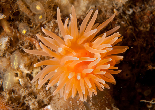 Protanthia simplex - Anemones (Anthozoa)