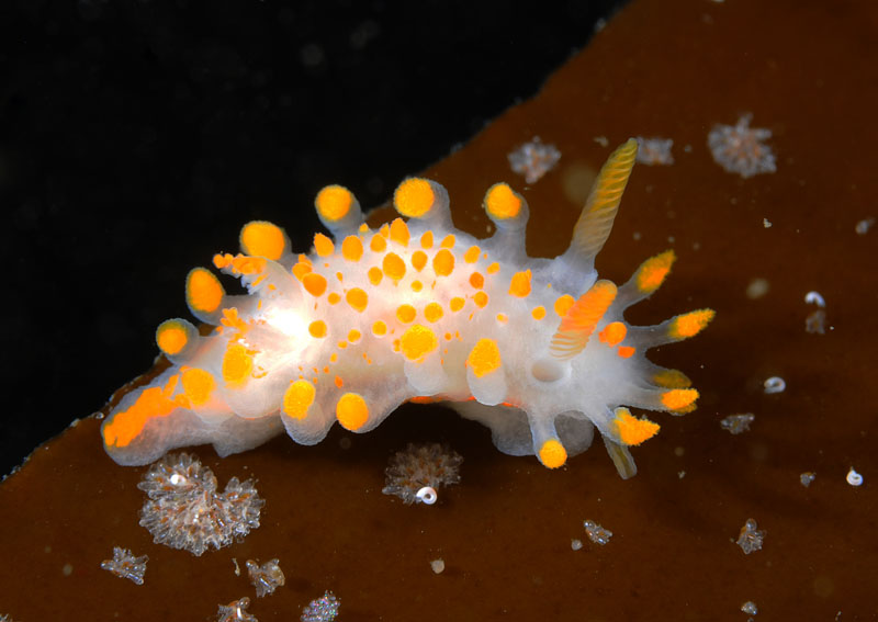 Limacia clavigera - Sea Slugs & Sea Hares (Nudibranchs etc)