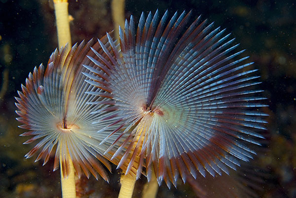 Sabella pavonina - Worms (from various groups)