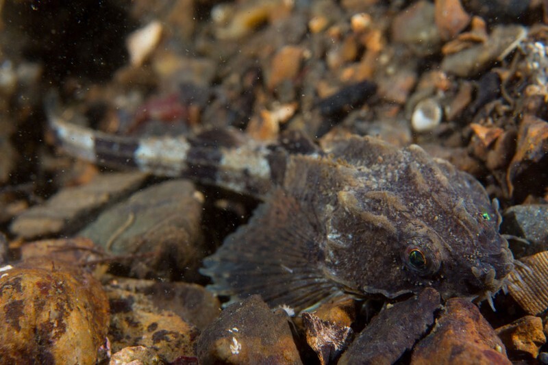 Agonus cataphractus - Fishes – bony and cartilagous (Pisces)