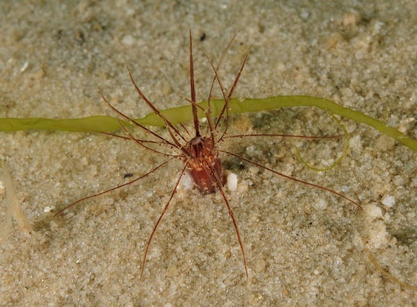 Scolanthus callimorphus - Anemones (Anthozoa)