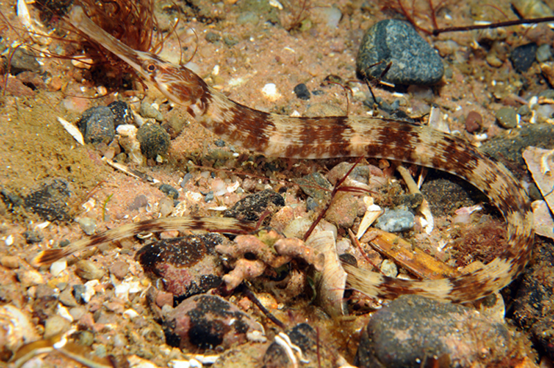 Syngnathus acus - Fishes – bony and cartilagous (Pisces)