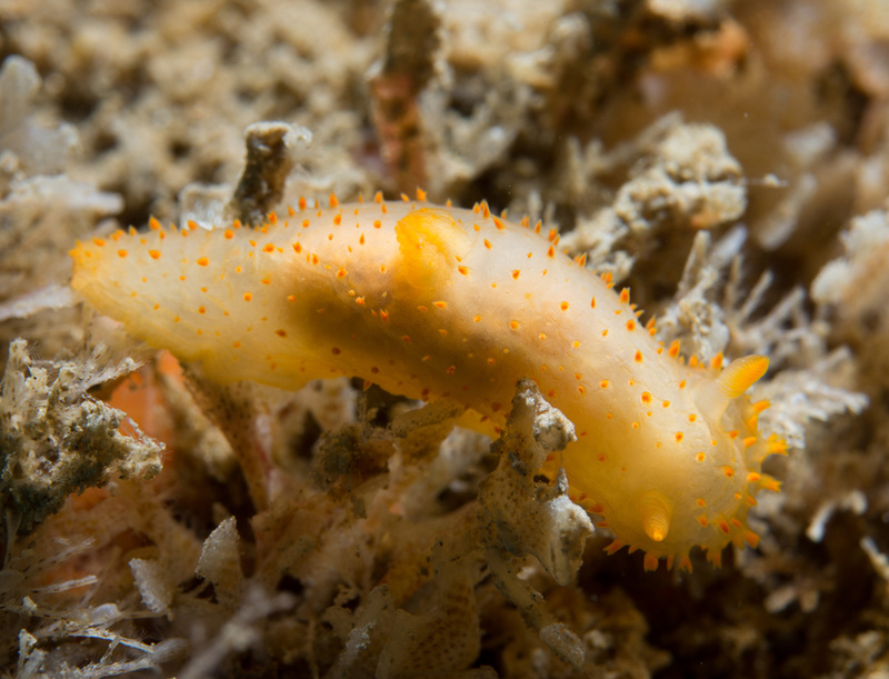 Crimora papillata - Sea Slugs & Sea Hares (Nudibranchs etc)