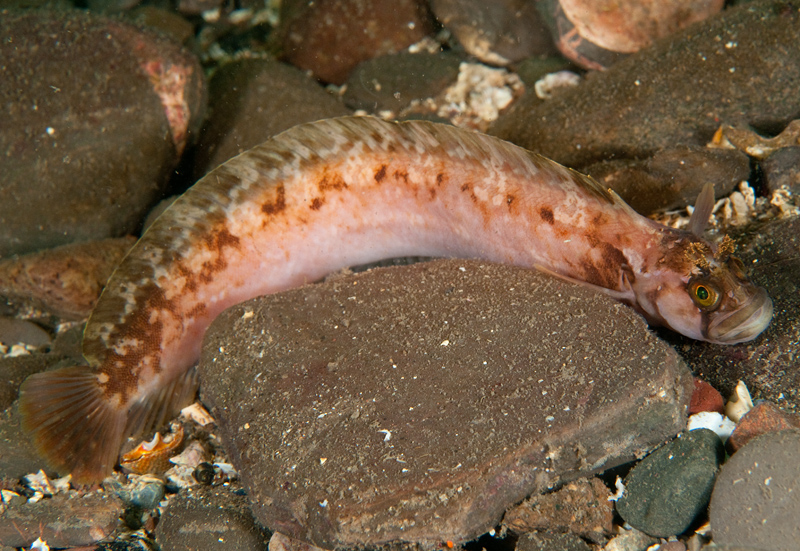 Chirolophis ascanii - Fishes – bony and cartilagous (Pisces)