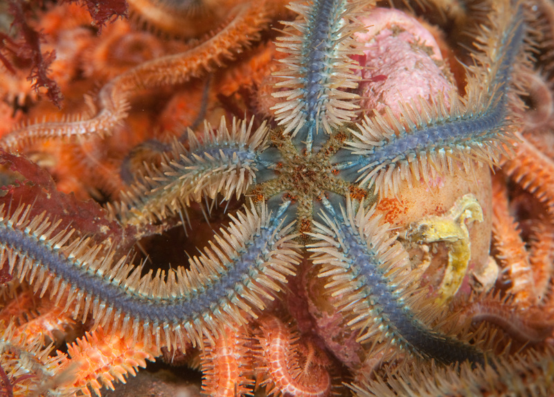 Ophiothrix fragilis - Starfish (Echinodermata)