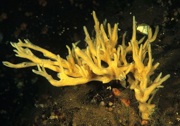 Halichondria bowerbanki - Sponges (Porifera)