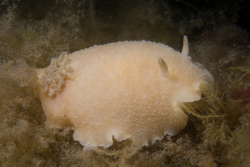 Archidoris pseudoargus - Sea Slugs & Sea Hares (Nudibranchs etc)