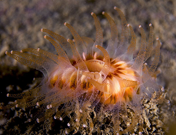 Caryophyllia smithii - Corals (Anthozoa)
