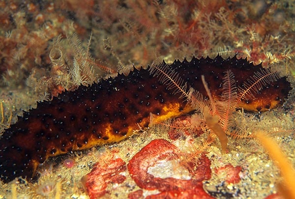 Holothuria forskali - Sea Cucumbers (Echinodermata)