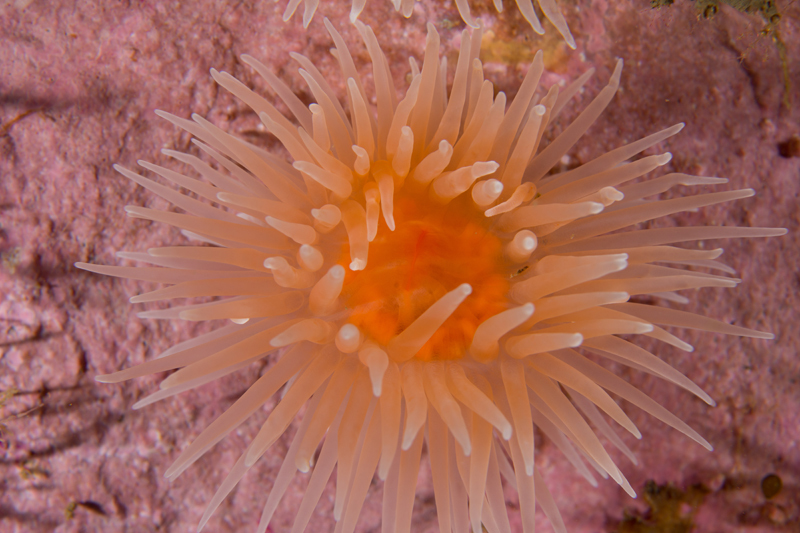 Protanthea simplex 2 - Anemones (Anthozoa)