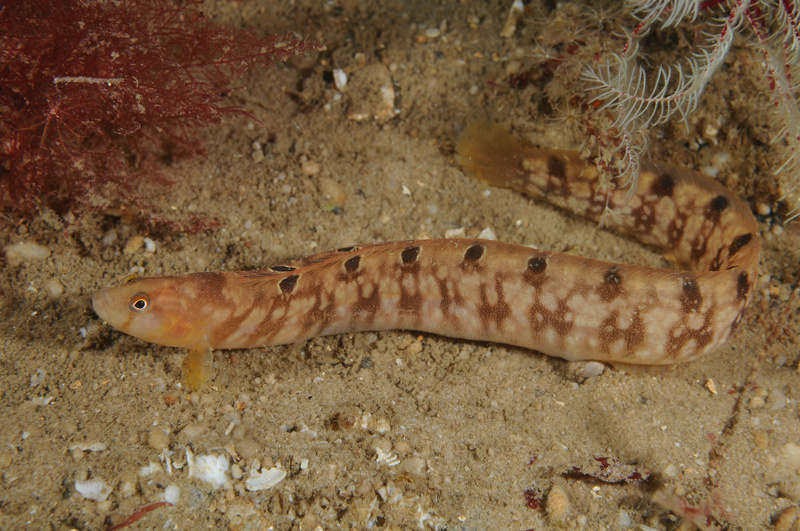 Pholis gunnellus - Fishes – bony and cartilagous (Pisces)