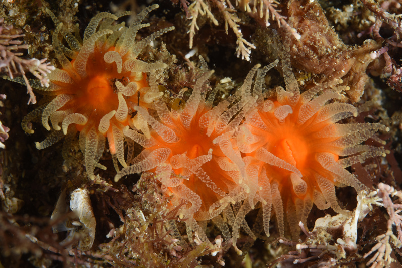 Balanophyllia regia - Corals (Anthozoa)