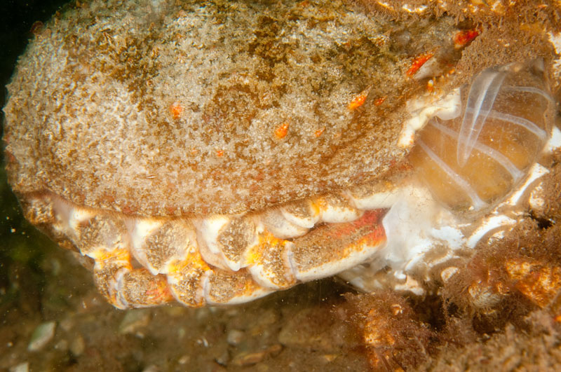 Maja squinado moulting e - Behaviour observations