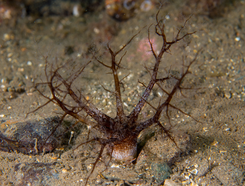 Thyone fusus - Sea Cucumbers (Echinodermata)