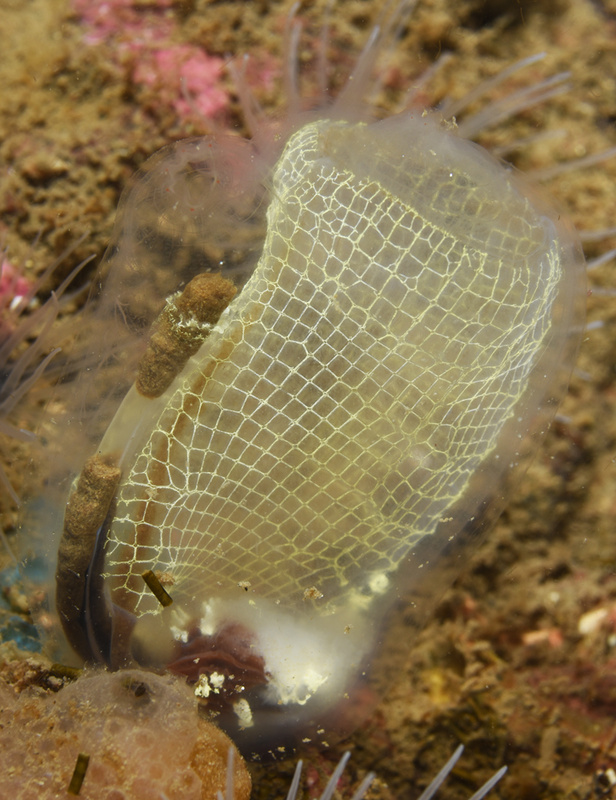Corella parallelogramma - Sea Squirts (Tunicata)