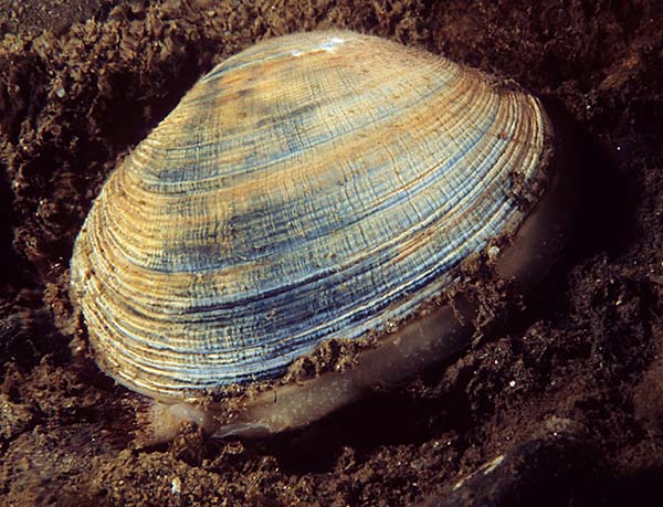 Venerupis senegalensis - Sea Snails, Bivalves & Lamp Shells (Mollusca etc)