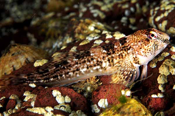 Lipophrys pholis - Fishes – bony and cartilagous (Pisces)