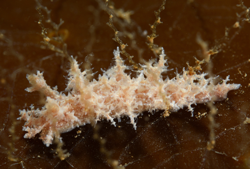 Dendronotus frondosus - Sea Slugs & Sea Hares (Nudibranchs etc)