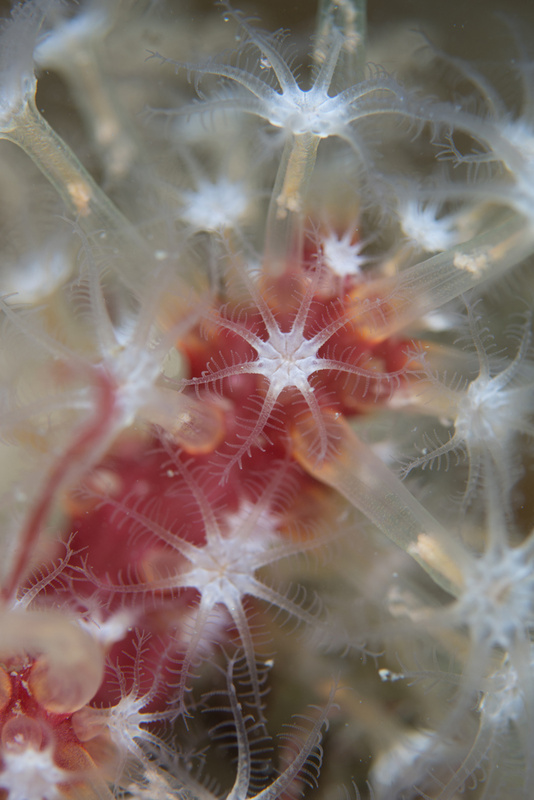 Alcyonium glomeratum - Corals (Anthozoa)