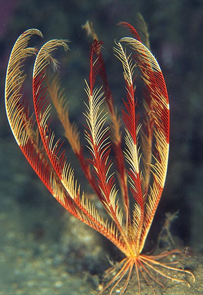 Leptometra celtica - Starfish (Echinodermata)