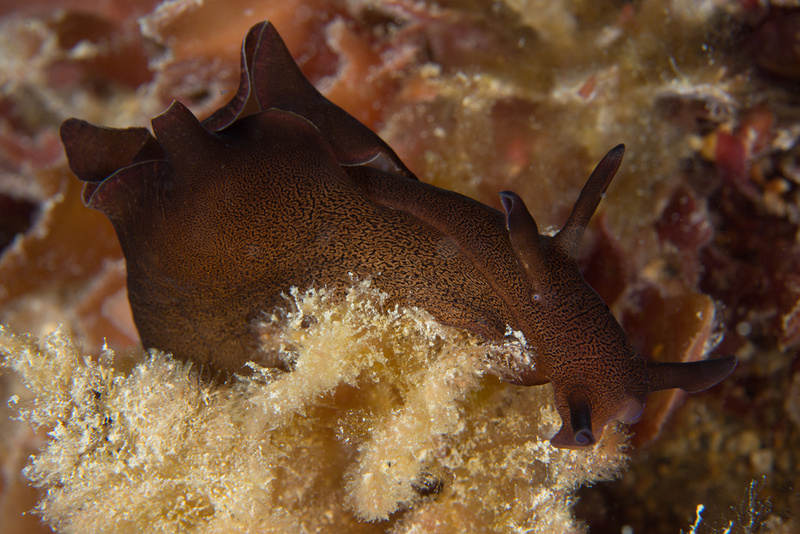 Aplysia punctata - Sea Slugs & Sea Hares (Nudibranchs etc)