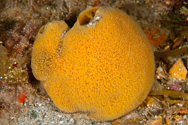 Suberites pagurorum - Sponges (Porifera)