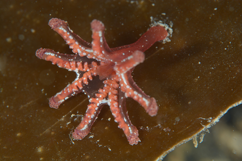 Calvadosia campanulata - Jellyfish and 'jelly-like' animals