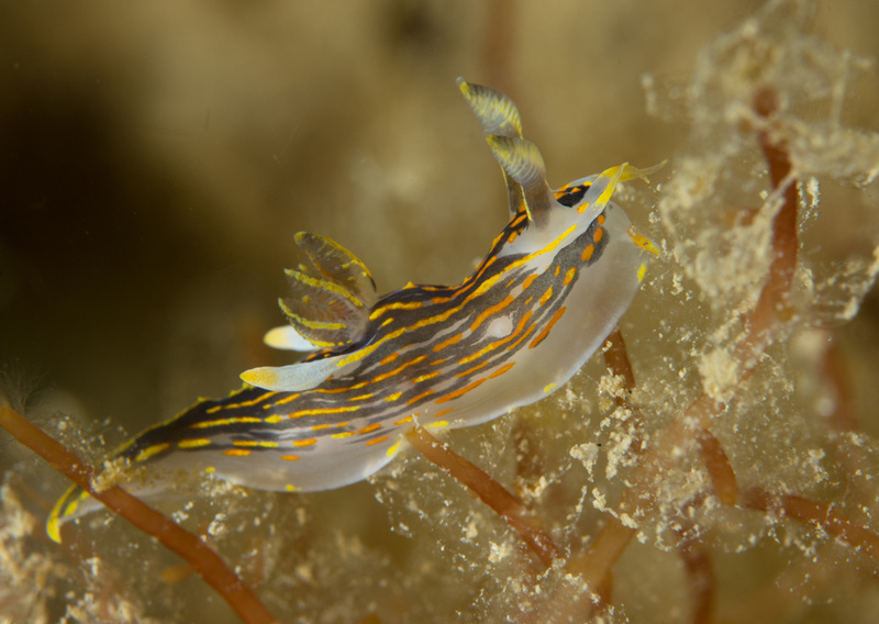 Polycera quadrilineata - Sea Slugs & Sea Hares (Nudibranchs etc)
