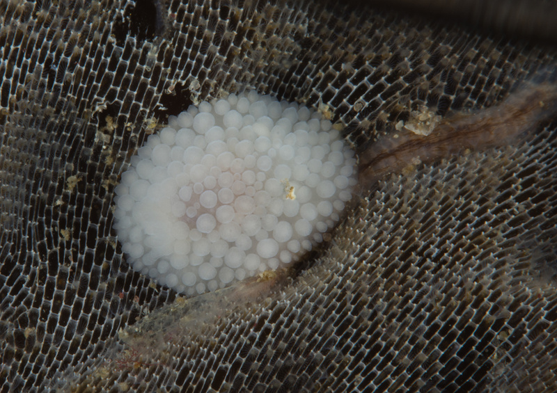 Onchidoris muricata - Sea Slugs & Sea Hares (Nudibranchs etc)