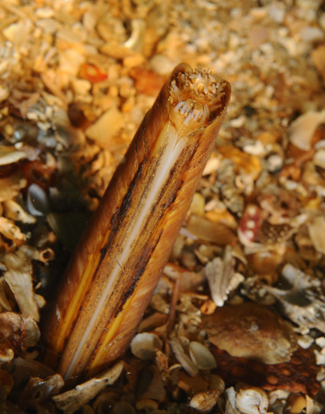 Ensis arcuatus - Sea Snails, Bivalves & Lamp Shells (Mollusca etc)