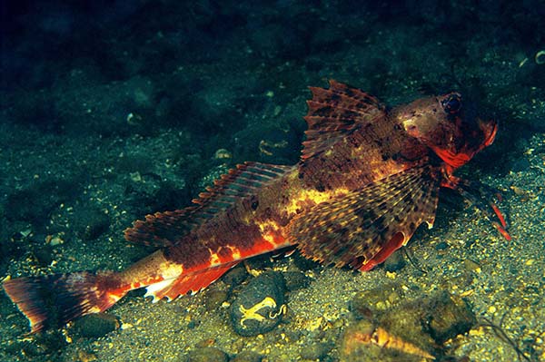Chelidonichthys lastoviza - Fishes – bony and cartilagous (Pisces)