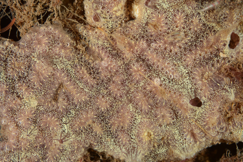 Botrylloides leachii - Sea Squirts (Tunicata)