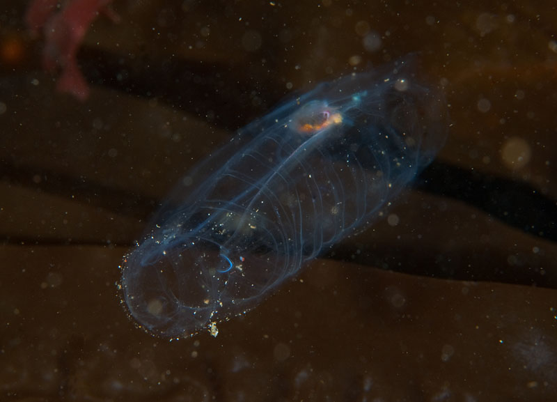 Thetys vagina - Jellyfish and 'jelly-like' animals