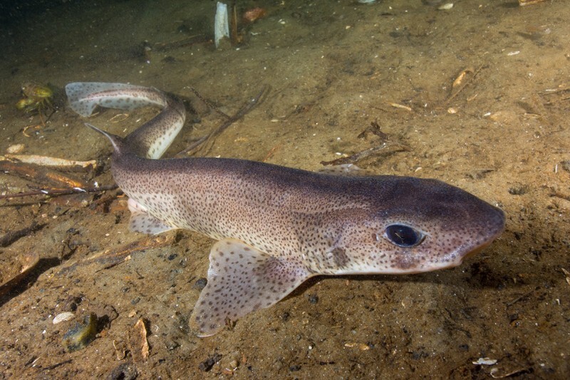 Scyliorhinus canicula - Fishes – bony and cartilagous (Pisces)