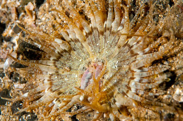 Anthopleura ballii - Anemones (Anthozoa)
